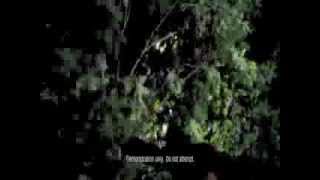 Allstate Tree Mayhem  In Slow Motion