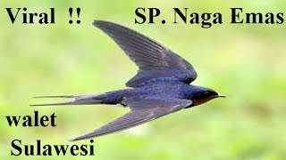 SP. WALET TERBAIK   NAGA EMAS