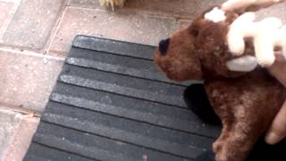 Huge webkinz package part one