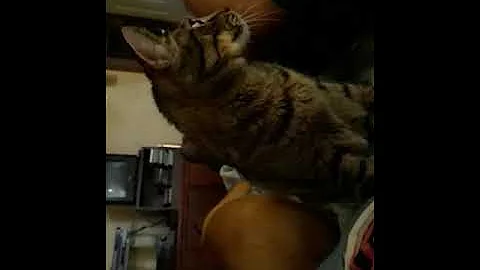 A Talk with KITTY BOO BOO