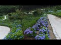 ジュピアランドひらた あじさい園2019