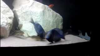 Download Lagu Synodontis multipunctatus cuckoo catfish spawning with c.moorii Download Lagu Synodontis multipunctatus cuckoo catfish spawning with c.moorii