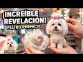 🐶PARA ESTO PUEDES USAR EL PELO DE PERRO✂️ #mobilegrooming #pets #doggroomer #viralvideo #fyp #cute
