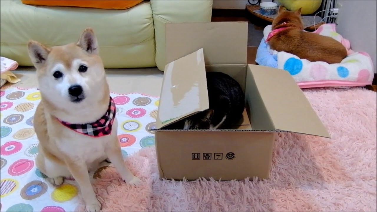 柴犬いちごとダンボール猫ミルキーの なんでやねん Shiba Inu And Cat Youtube