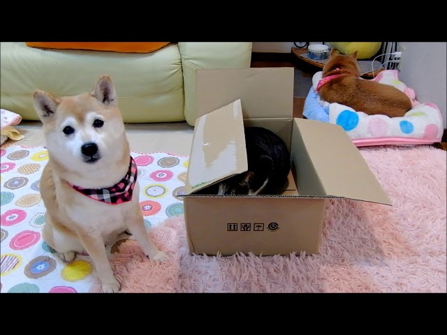柴犬いちごとダンボール猫ミルキーの「なんでやねん」Shiba Inu and Cat