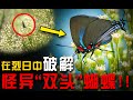 为什么1只蝴蝶要长2个头??寻找诡异“双头蝶”!