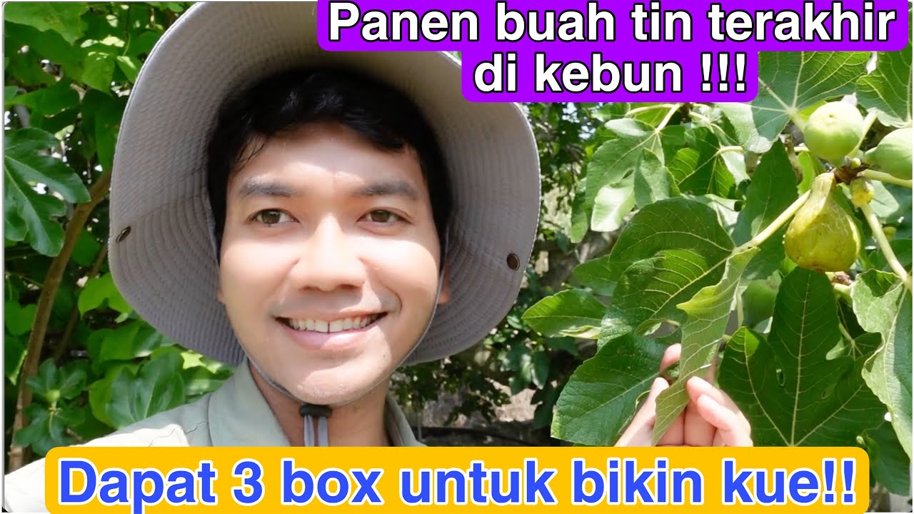 PANEN TERAKHIR BUAH TIN DI KEBUN!! DAPAT 3 BOX BANYAK BANGET YG MATANG MANIS2 SEPERTI PERMEN!!