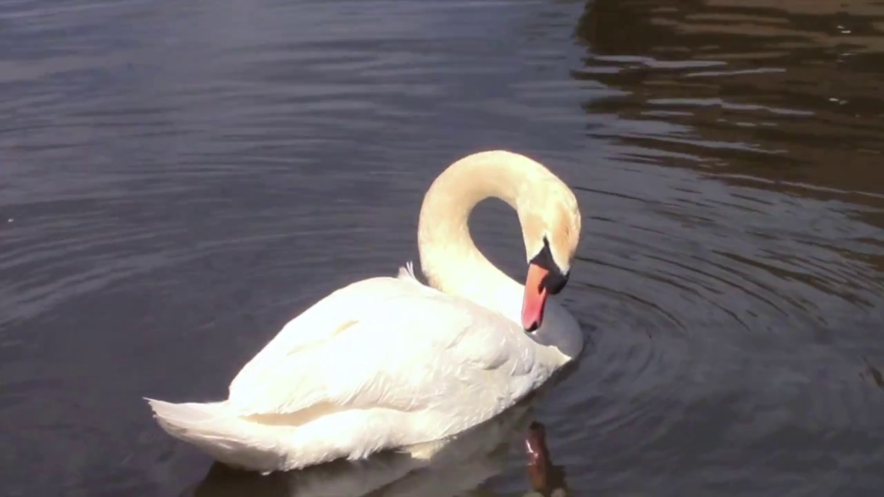 2017 AC About Five Minutes at Lakeshore Park