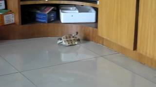 1654 curious turtle