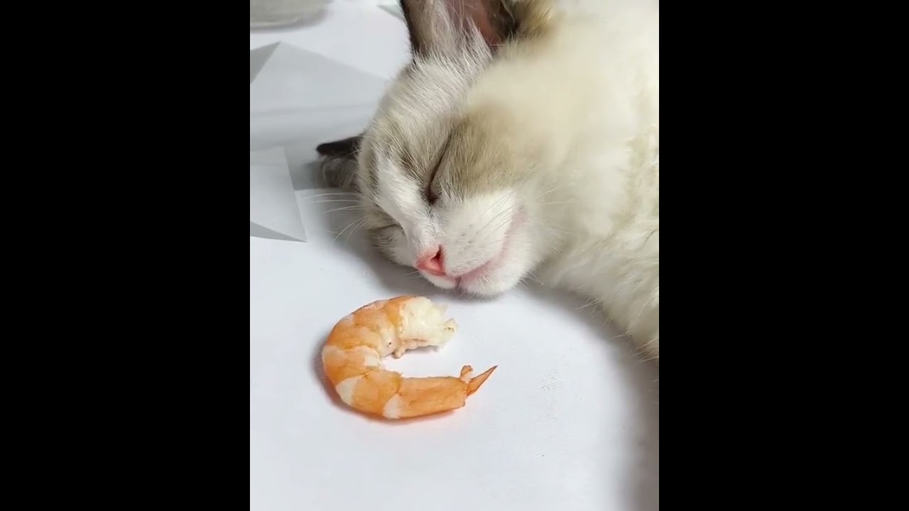 cat shrimp