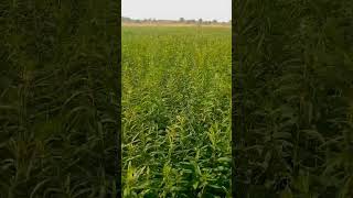 Kisan⛏️✅🇮🇳🌱🌱🌱#farming #vlog #art #viralvideo #short