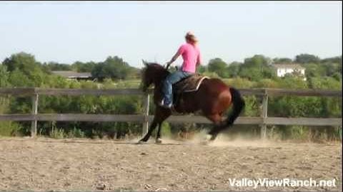 Valley View Ranch - NQH Sonofagun  ***For info, price, etc., go to our website***
