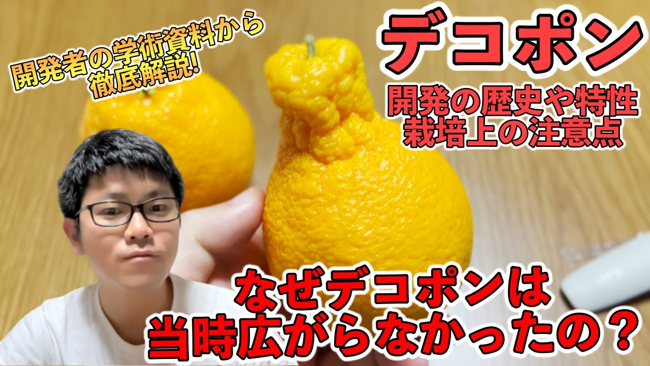 栽培者必見】衝撃の不知火（デコポン）開発の歴史や特性！栽培上の注意