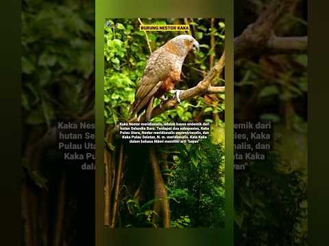 Burung Nestor Kaka