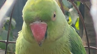 Ringneck parrot live stream