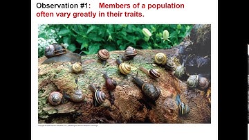 Ch  22 Evolution and Darwin Lecture