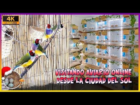 Los Grandes De La Guitarra - evento Baile casino los Fresnos