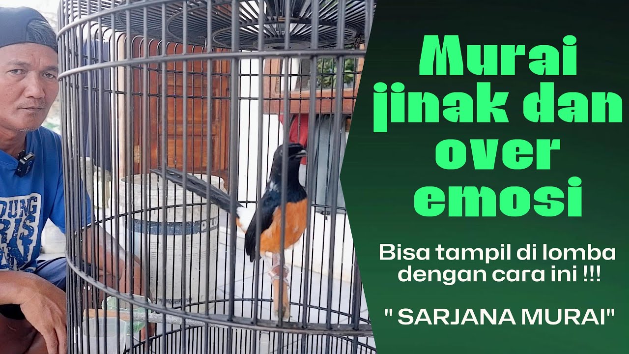TIPS MERAWAT MURAI JINAK DAN OVER EMOSI BIAR BISA IKUT LOMBA - SARJANA MURAI ‼️