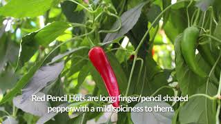 Zing! Healthy Foods Spicy Chef Sampler