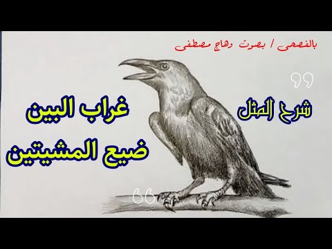 شرح قصة المثل غراب البين ضيع المشيتين قناة بالفصحى