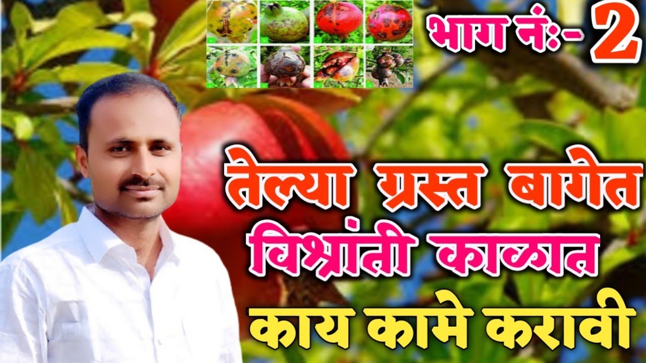 Part No 2 ,Telya grast baget vishranti kalat kay kame karawi तेल्या ग्रस्त बागेत विश्रांती काय करावे