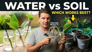 Hydrangea Cuttings: Water Propagation vs Soil — Which Works Best?