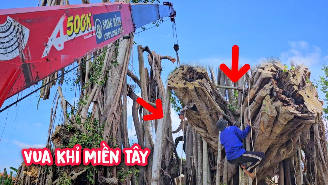 Xém lật xe cẩu !!! Khi Vua Khỉ cùng đệ t.ử cưa hạ gốc cây 