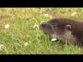 Ranger the rescued otter cub
