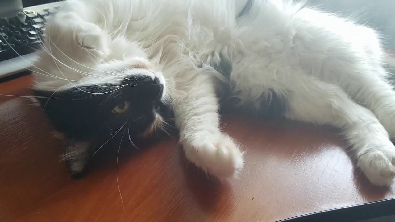 Мохнач відпочиває - YouTube