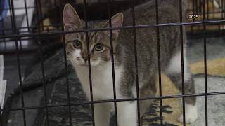 Paws in the Park event to benefit area animal rescues