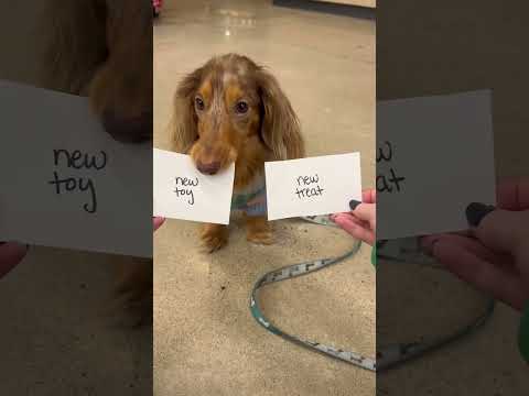 He had the best day🥹 #dachshund #dog #puppy #dachshundpuppy