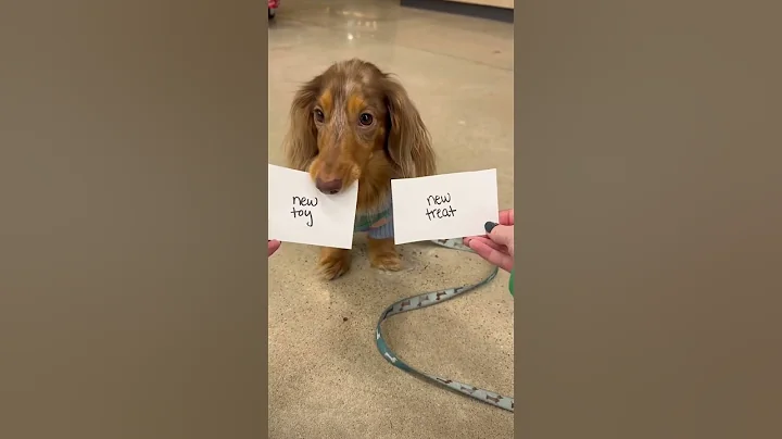 He had the best day🥹 #dachshund #dog #puppy #dachshundpuppy