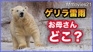 【ゲリラ雷雨】で避難指示その時ホッキョクグマ親子は？イッちゃんとホウちゃん　Polar Bear cub frightened by thunderstorms