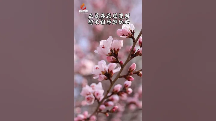 正是春花爛漫時 何不相約游江城 - 天天要聞