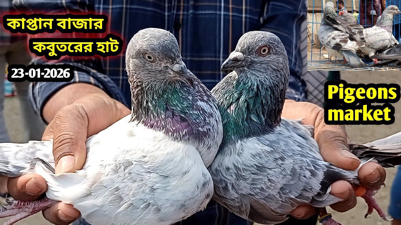 23-01-2026 কাপ্তান বাজার কবুতরের হাট ঢাকা | Kaptan Bazar kobutor hat | Kaptan Bazar pigeon market bd