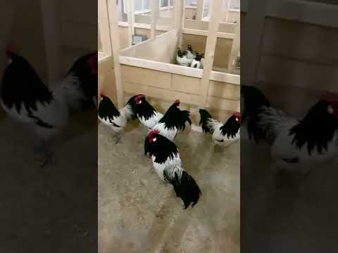 مزرعة ديوك الديك منها بلدي