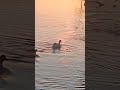 duck 🦆