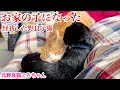 【総集編⑤】怪我した野良子猫がとうとうお家の子に！先輩猫との出会い