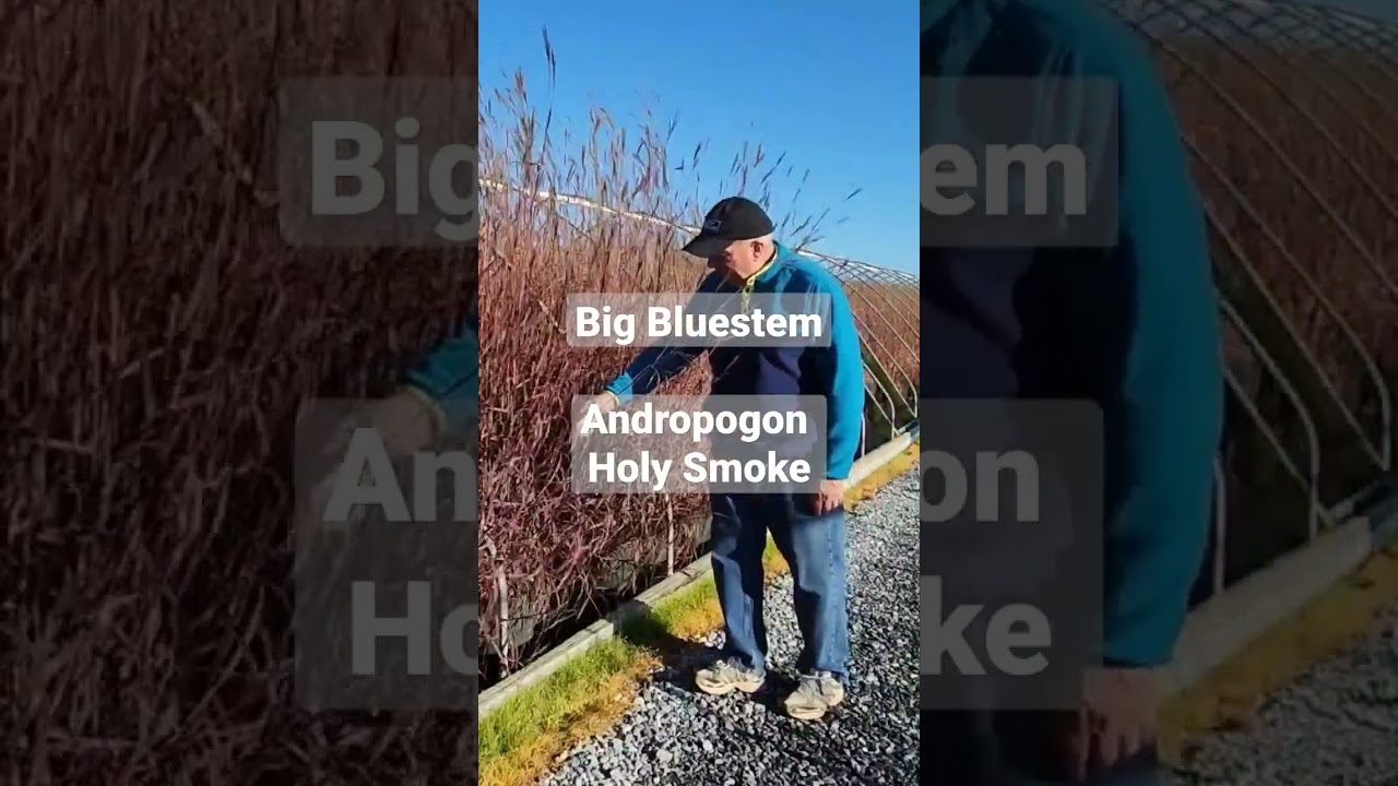 Big Bluestem (Andropogon Holy Smoke)- Tall & Erect, This NEW Native Grass Var. Turns Red in Fall