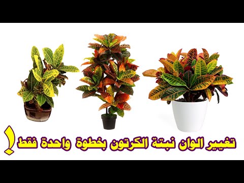 فيديو: أصناف كروتون - تعرف على أنواع مختلفة من نبات كروتون