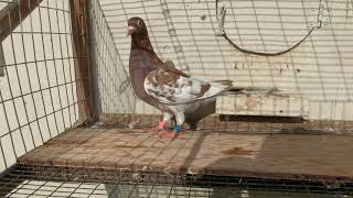 Meulemans - 48652 @ newipigeon.com