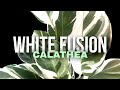 White fusion calathea leitzei   unlock lush growth