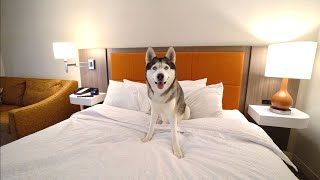 My Husky Gets His Own Hotel Room!