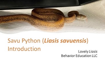 Lovely Liasis: Savu Python Intro