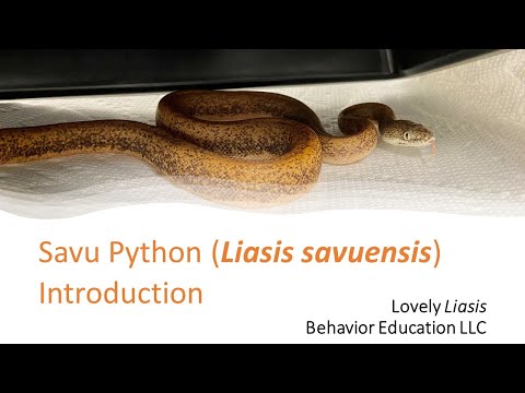 Lovely Liasis: Savu Python Intro