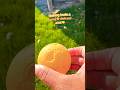 Sunny deck and ball #leo #dog #shorts #spring