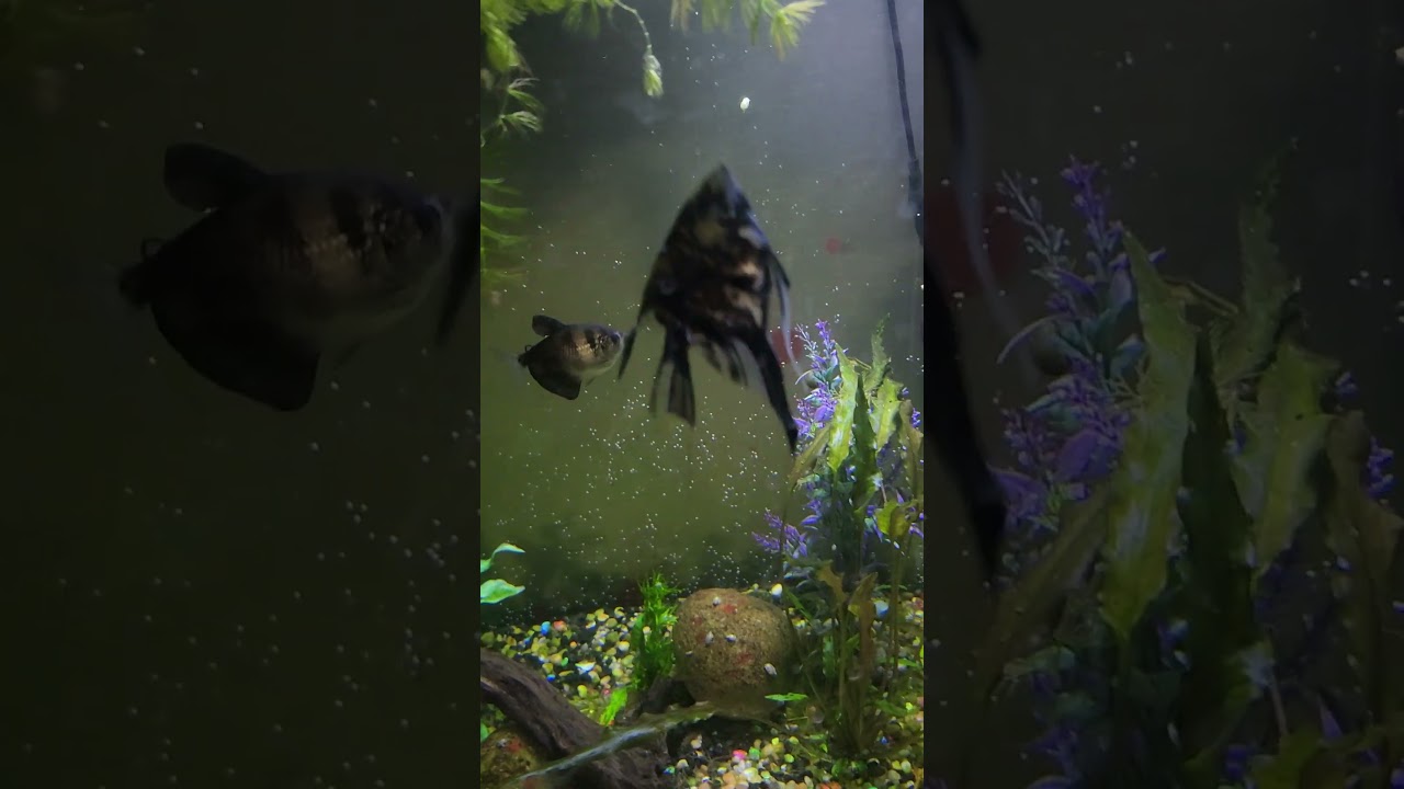 60 gallon aquarium with angelfish