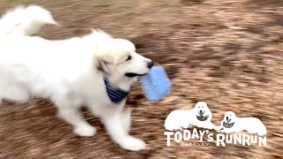 お父さんにカゴをもらってご機嫌のアランです　Great Pyrenees　グレートピレニーズ