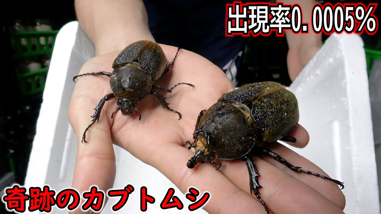 Two beetles with both male and female characteristics have emerged