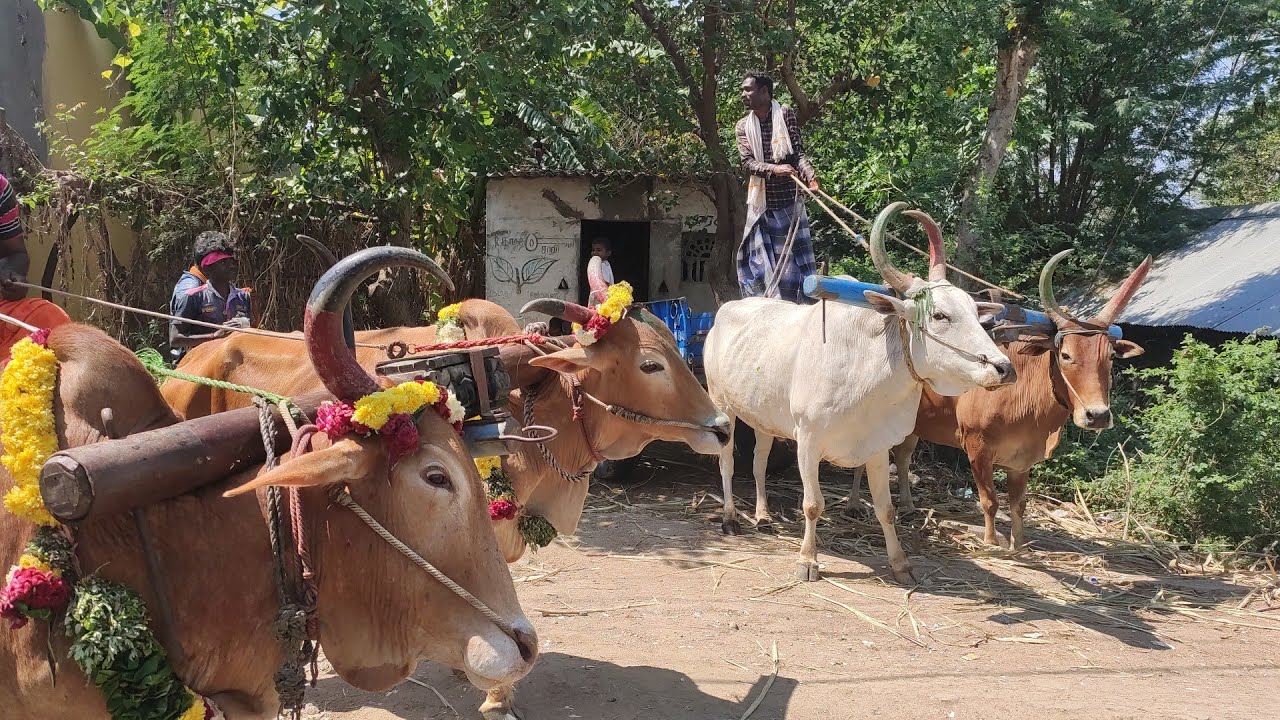 Bullock | Bullockcart heavy load video | Bullockcart stuck video | Bullockcart racing videos Bulloc